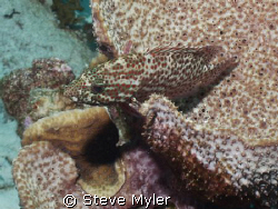Scorpionfish-can you see me??  Larry's Lair, Bonaire by Steve Myler 